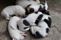 Group of puppies dog sleeping on cement flooring closeup after eating food.