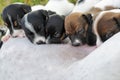 Group of puppies of a jack russell to suck milk from their mother Royalty Free Stock Photo