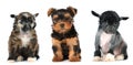 Group of puppies lap dogs breed Royalty Free Stock Photo