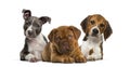 Group of puppies lying against white background Royalty Free Stock Photo