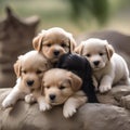 A group of puppies piled on top of each other, all trying to reach a toy5