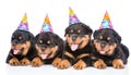 Group of puppies Rottweiler with birthday hats. isolated on white Royalty Free Stock Photo