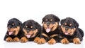 Group of puppies Rottweiler lying together in front view. Isolated Royalty Free Stock Photo