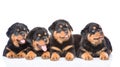 Group of puppies Rottweiler lying together in front view. Isolated Royalty Free Stock Photo