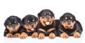 Group of puppies Rottweiler lying together in front view. Royalty Free Stock Photo