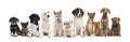 Group of puppies in a row, isolated