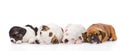 Group of puppies sleeping. isolated on white background