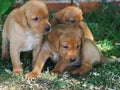A Group Of Puppies Royalty Free Stock Photo