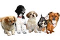 Group of puppy dogs on white Royalty Free Stock Photo