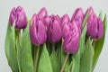 Group of Puprle Tulips. Spring Bouquet of Beautiful Flowersover Light Background. Spring ans summer Flower Background for Greeting