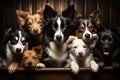 Group purebred beautiful breed of dog border collie, background nature isolate.