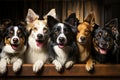 Group purebred beautiful breed of dog border collie, background nature isolate.