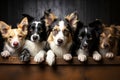 Group purebred beautiful breed of dog border collie, background nature isolate.