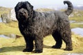 Group purebred beautiful dog breed Bouvier de Flandres, background nature.