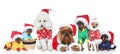 Group of purebred dogs in Christmas hats