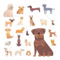 Group of purebred dogs. Illustration for dog training courses, breed club landing page