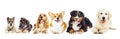 Group of purebred dogs Royalty Free Stock Photo