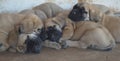 A group of purebred English Mastiff puppies sleeping outside