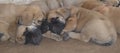 A group of purebred English Mastiff puppies sleeping outside