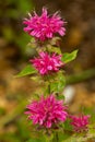 Purple bee balm flowers in a Connecticut garden Royalty Free Stock Photo