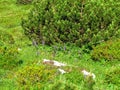 Group of purple blooming alpine rock-thyme