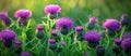 Group of Purple Bull Thistle Flowers in Field Royalty Free Stock Photo