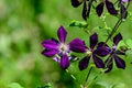 Group of purple clematis volcano flowers in a sunny spring garden, close up