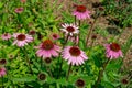 Group of Purple coneflowers Royalty Free Stock Photo