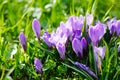 Group of Purple crocus (crocus sativus) with selective/soft focus and diffused background in spring, Royalty Free Stock Photo