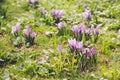 Group of Purple crocus (crocus sativus) with selective/soft focus and diffused background in spring, Royalty Free Stock Photo