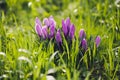 Group of Purple crocus (crocus sativus) with selective/soft focus and diffused background in spring, Royalty Free Stock Photo