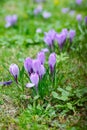 Group of Purple crocus (crocus sativus) with selective/soft focus and diffused background in spring, Royalty Free Stock Photo