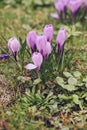 Group of Purple crocus (crocus sativus) with selective/soft focus and diffused background in spring, Royalty Free Stock Photo