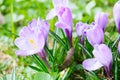 Group of Purple crocus (crocus sativus) with selective/soft focus and diffused background in spring, Royalty Free Stock Photo
