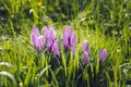 Group of Purple crocus crocus sativus with selective/soft focu Royalty Free Stock Photo