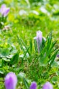 Group of Purple crocus crocus sativus with selective/soft focu Royalty Free Stock Photo