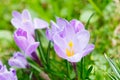 Group of Purple crocus crocus sativus with selective/soft focu Royalty Free Stock Photo