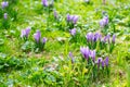 Group of Purple crocus crocus sativus with selective/soft focu Royalty Free Stock Photo