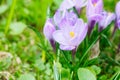 Group of Purple crocus crocus sativus with selective/soft focu Royalty Free Stock Photo