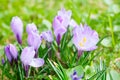 Group of Purple crocus crocus sativus with selective/soft focu Royalty Free Stock Photo