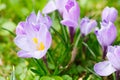 Group of Purple crocus crocus sativus with selective/soft focu Royalty Free Stock Photo