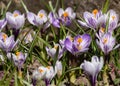 Group of purple crocuses Royalty Free Stock Photo