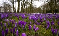 Group purple crocuses!