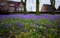 Group purple crocuses