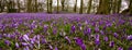 Group purple crocuses. Spring landscape.