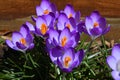 A group of purple early spring crocuses Royalty Free Stock Photo