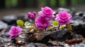 a group of purple flowers growing out of a rock Royalty Free Stock Photo