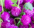 The group of purple Globe Amaranth