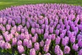 Group purple hyacinths.