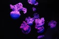 Group of purple jellyfish swimming in a dark background Royalty Free Stock Photo